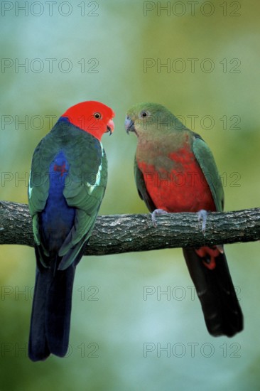 Australian King Parrots, pair (Alisterus scapularis scapularis), Australian King Parrots