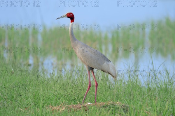 Sarus Crane (Grus antigone) on nest, Rajasthan, India, Asia