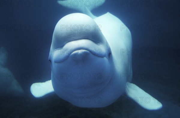 Beluga Whale (delphinapterus leucas) or White Whale, Adult