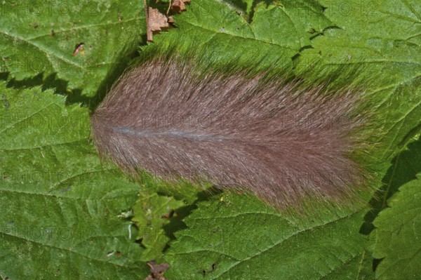 Edible Dormouse (Glis glis), thrown off tail, Lower Saxony, Germany, Europe