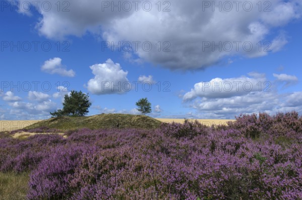 Common Heather (Calluna vulgaris) , Hooge Veluwe National Park, Gelderland, Netherlands
