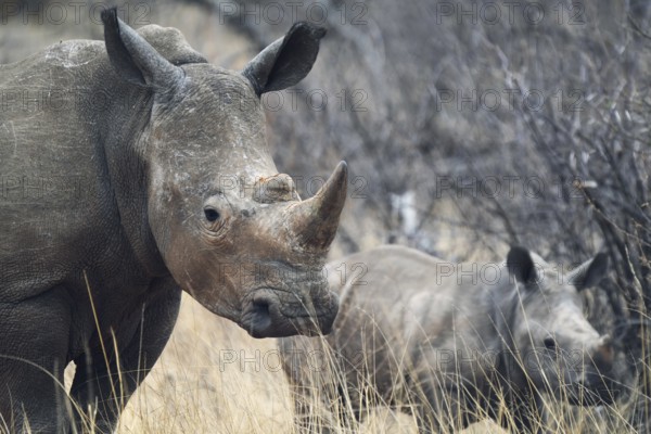 White rhino with young, Limpopo, South Africa, Africa