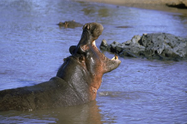 HIPPOPOTAMUS (hippopotamus amphibius), ADULT YAWNING, MARA RIVER IN KENYA