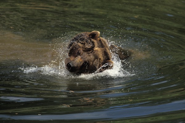 Brown Bear (ursus arctos), Adult having Bath, shaking Head