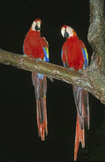 Scarlet Macaw (ara macao), Adult against Black Background