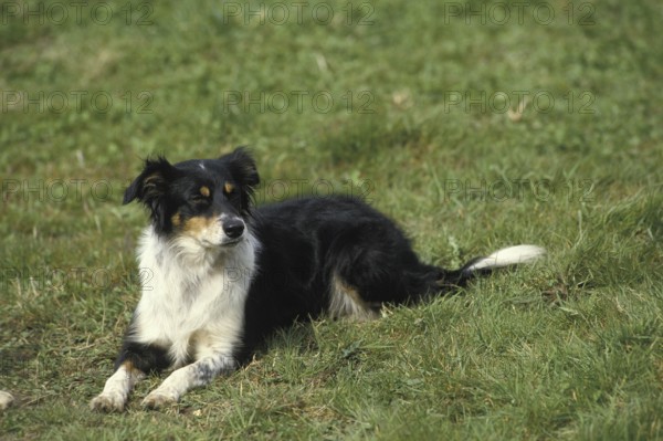 Border Collie Dog laying on Grass