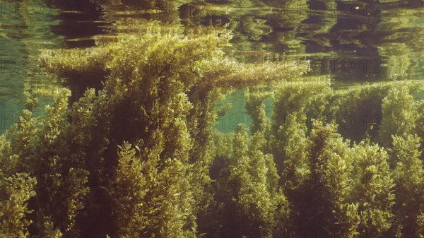 Thickets Seaweed Brown (Sargassum) swaying on waves creeping along under surface of water reflected