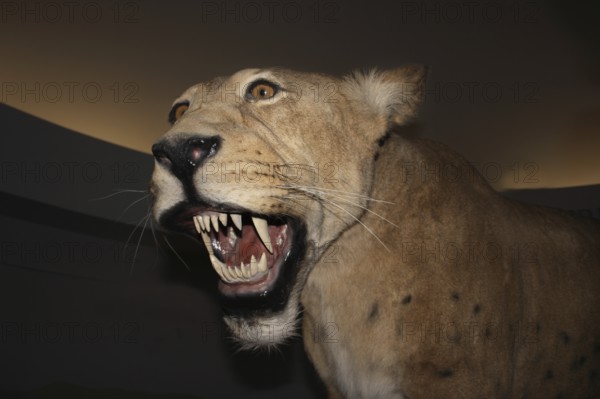 Saber-toothed cat, Homotherium serum, saber-toothed cat disappeared 10 000 years ago, Beringie