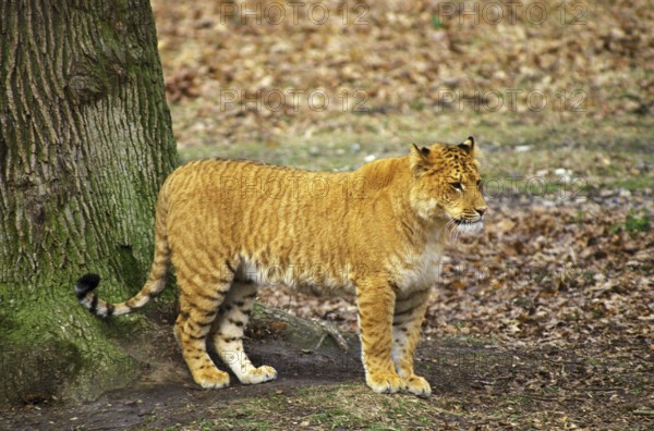 Ligron, cross between tiger and lion, Zoological Park
