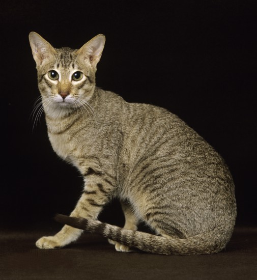 Brown tabby oriental domestic cat against black background