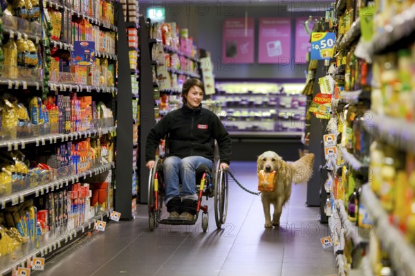 Wheelchair user and Golden Retriever, disabled companion dog, assistance dog, Belgium, Europe