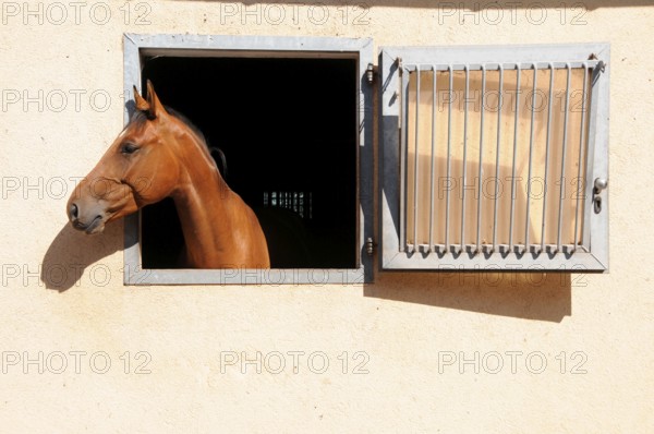 German warmblood looks out of stable window, box stable, stable