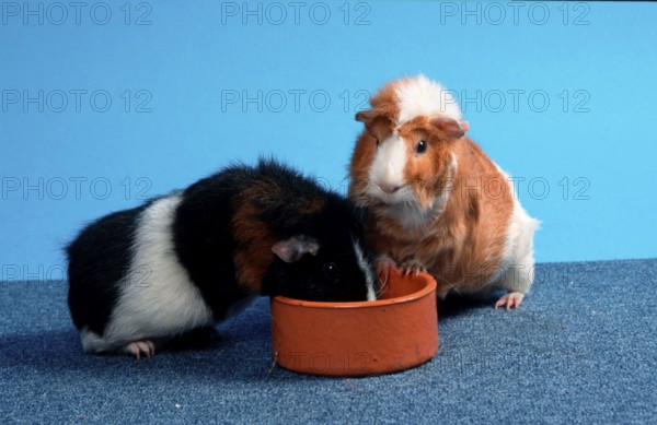 Rex Guinea Pig Pig and Abyssinian Guinea Pig in the Bowl