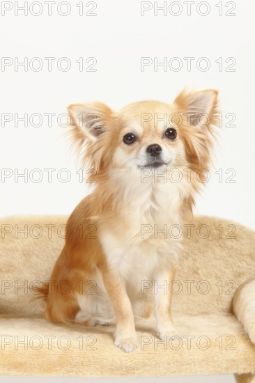 Chihuahua, long-haired