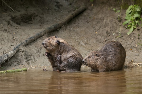 European beavers (Castor fiber), Rosenheim, Bavaria, Germany, Europe