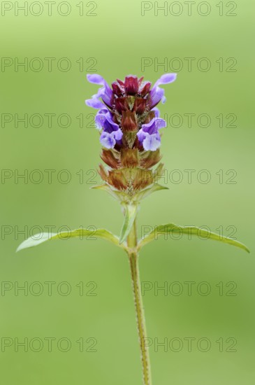 Little Brownelle, North Rhine-Westphalia (Brunella vulgaris), Little Brunelle, common selfheal