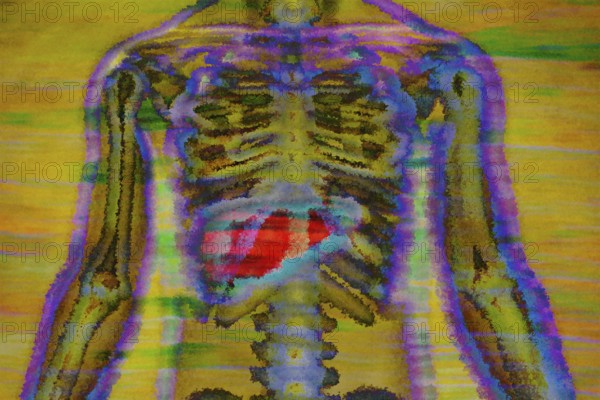 The organ liver serves for metabolism and produces bile
