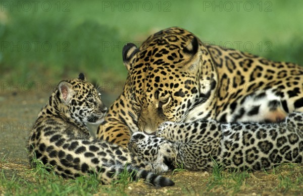 Jaguar (panthera onca), MOTHER WITH DICE