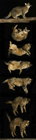 Brown tabby domestic cat, falling sequence