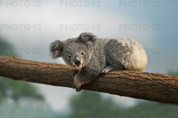 Koala (phascolarctos cinereus), Young laying on Branch