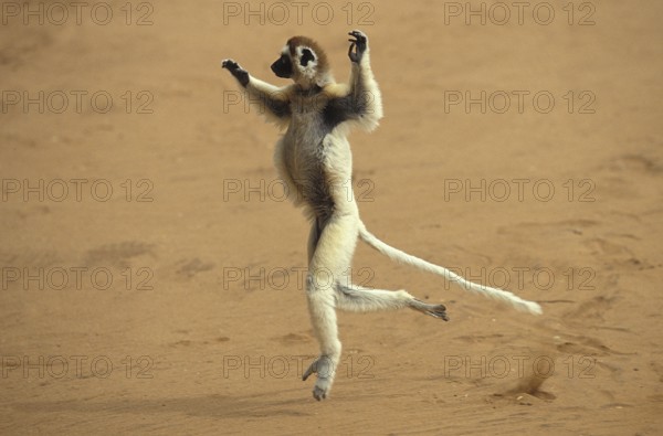Verreaux's Sifaka (propithecus verreauxi), Adult Hopping across open Ground, Berent Reserve in