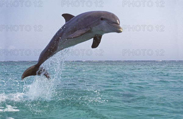 Bottlenose Dolphin (tursiops truncatus), Adult Leaping