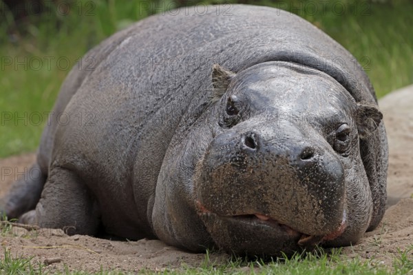 Pygmy hippopotamus (Hexaprotodon liberiensis)