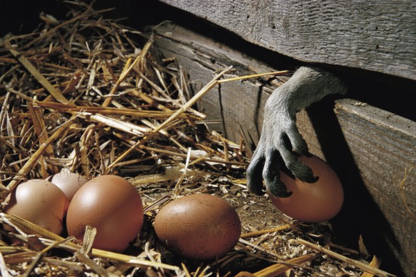 Raccoon (Procyon lotor) steals chicken eggs, raccoon, chicken coop, paw