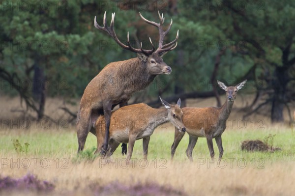 Red deer (Cervus elaphus) , Hooge Veluwe National Park, Gelderland, Netherlands