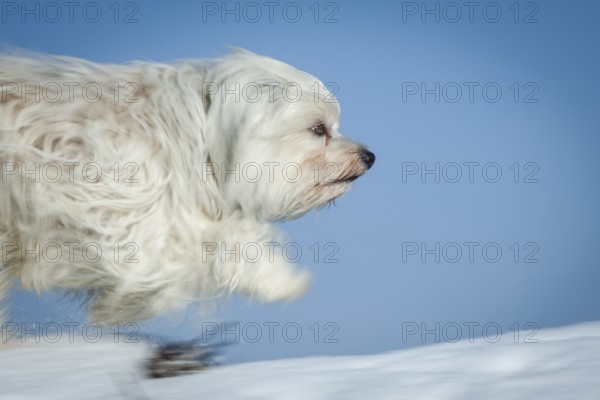 Small white dog runs over bales of straw covered in snow