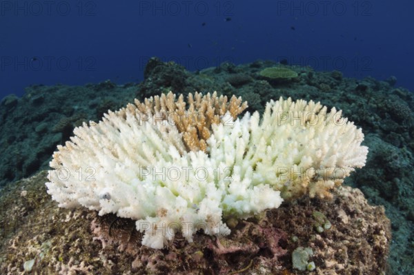Coral bleaching, New Ireland, Papua New Guinea, Oceania