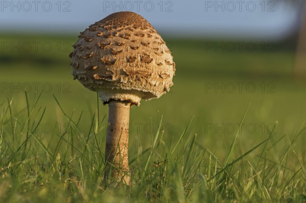 Mushroom