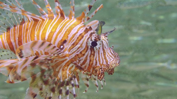Close up of Common Lionfish or Red Lionfish (Pterois volitans) hunting swims next to a large school