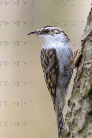 Eurasian treecreeper (Certhia familiaris), sitting on a tree trunk, foraging, Mecklenburg-Western