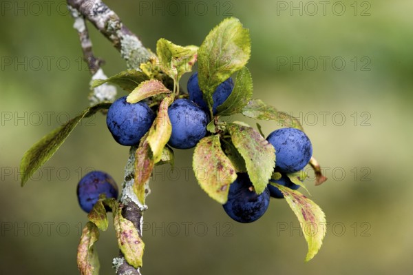 Blackthorn (prunus spinosa) or Sloe Tree, Fruits on Branch, Normandy