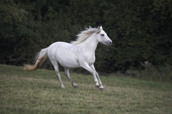 Connemara Pony, Mare Galloping though Meadow