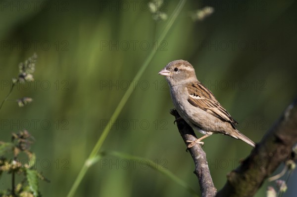 House Sparrow (passer domesticus), Female standing on Branch, Normandy