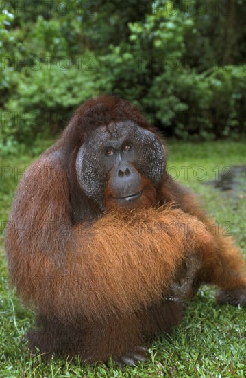 Orang Utan, Male standing on Grass, Borneo (pongo pygmaeus)