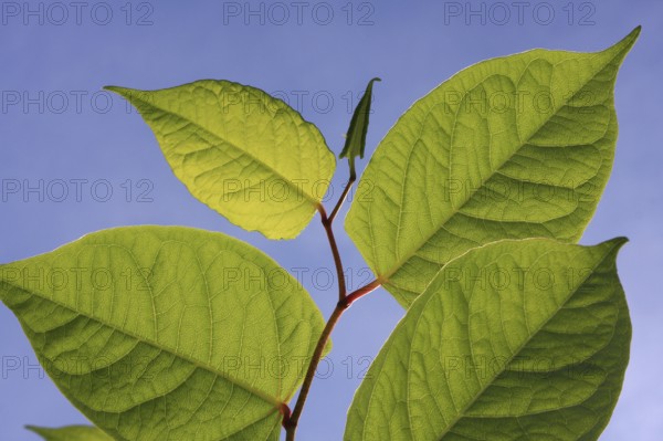 Leaves of Japanese knotweed against a blue sky