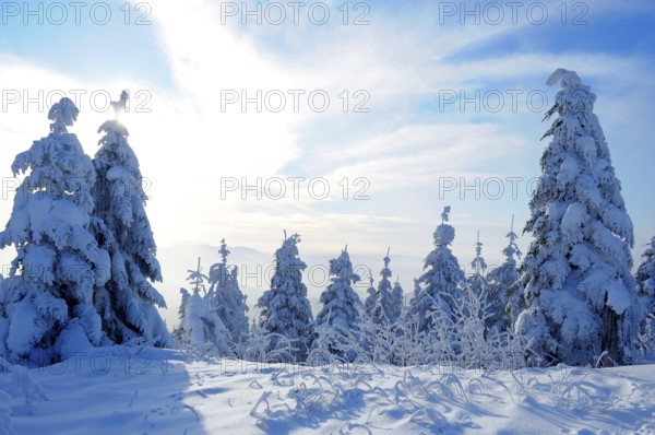 Black Forest, Black Forest in winter, spruce forest, Black Forest High Road, snowy landscape, at