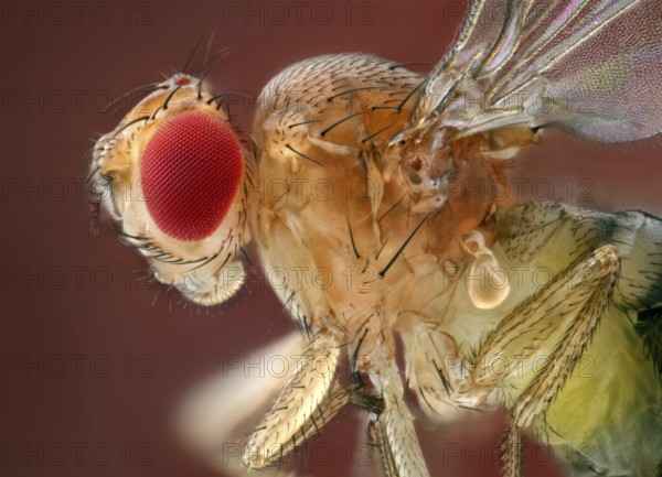 Side view of a fruit fly (Drosophila melanogaster)
