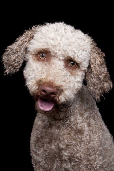 Lagotto Romagnolo, male, truffle dog