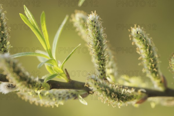 White Willow (Salix alba), male catkins, North Rhine-Westphalia, Germany, Europe