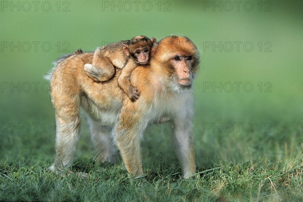 Barbary macaque, female with young (Macaca silvanus)