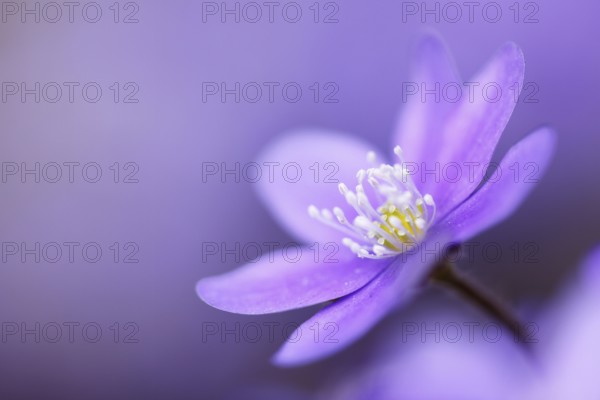 Three-lobed liverwort (Hepatica nobilis), Upper Danube nature park Park, Baden-Württemberg,