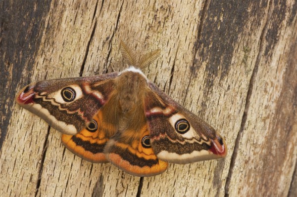 Small emperor moth (Saturnia pavonia) male, Rhineland-Palatinate, Germany, Europe