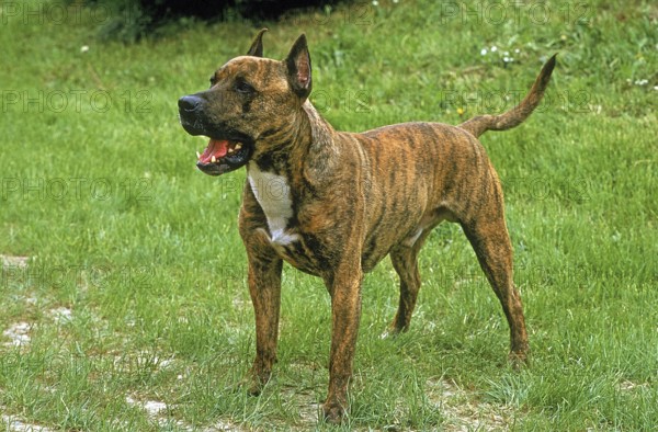 American Staffordshire Terrier (Old standard breed with cropped ears), dog on grass