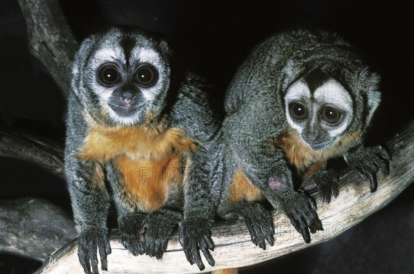 DOUROUCOULI OR OWL three-striped night monkey (aotus trivirgatus), ADULT