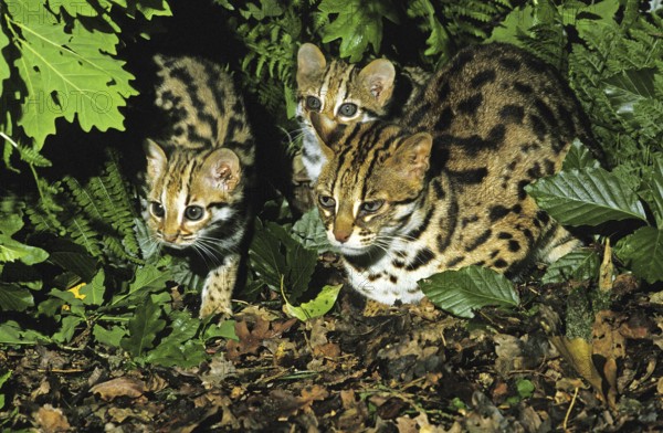 Leopard cat (prionailurus bengalensis), female with kitten
