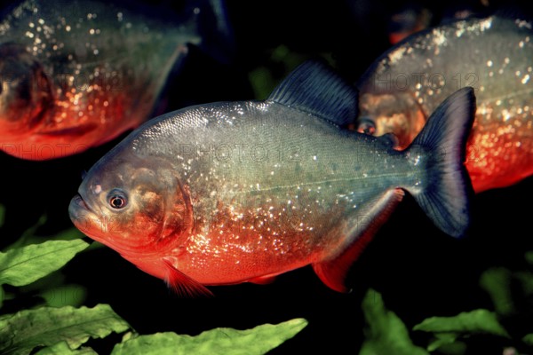RED BELLIED PIRANHA (pygocentrus nattereri), ADULTS